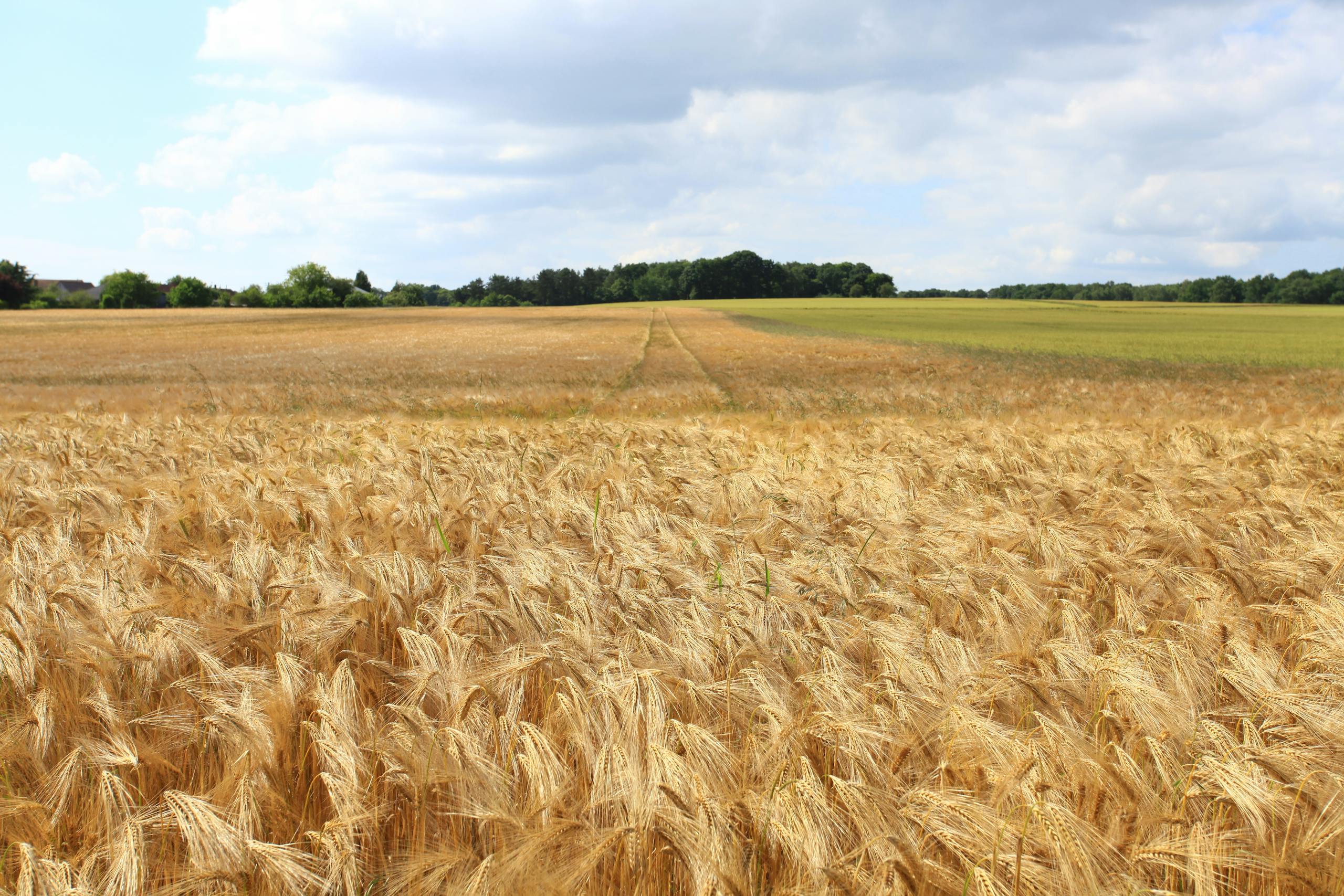 A vast golden wheat field stretches under a bright blue sky with fluffy clouds.