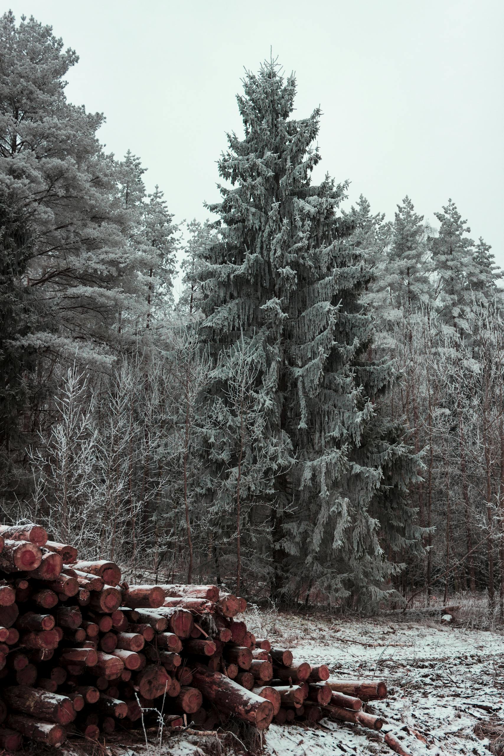 Winter scene showcasing icy pine and fir trees in a snowy forest with cut logs.